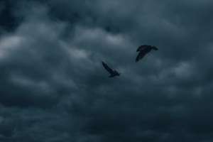 Alto deshecho Pájaros en silencio Aves que rompen 